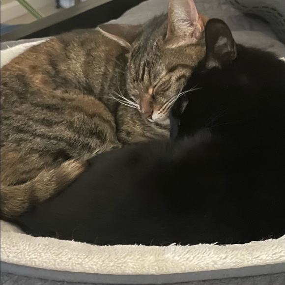 Meet your Posher, Kathy - Picture 1 of 1